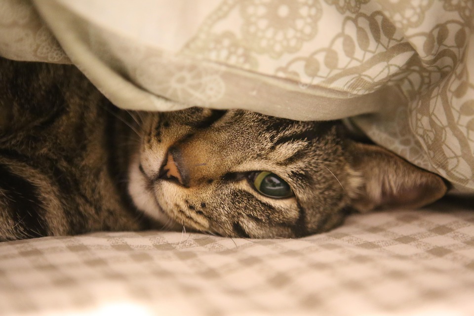 Vanys Katzen Pension