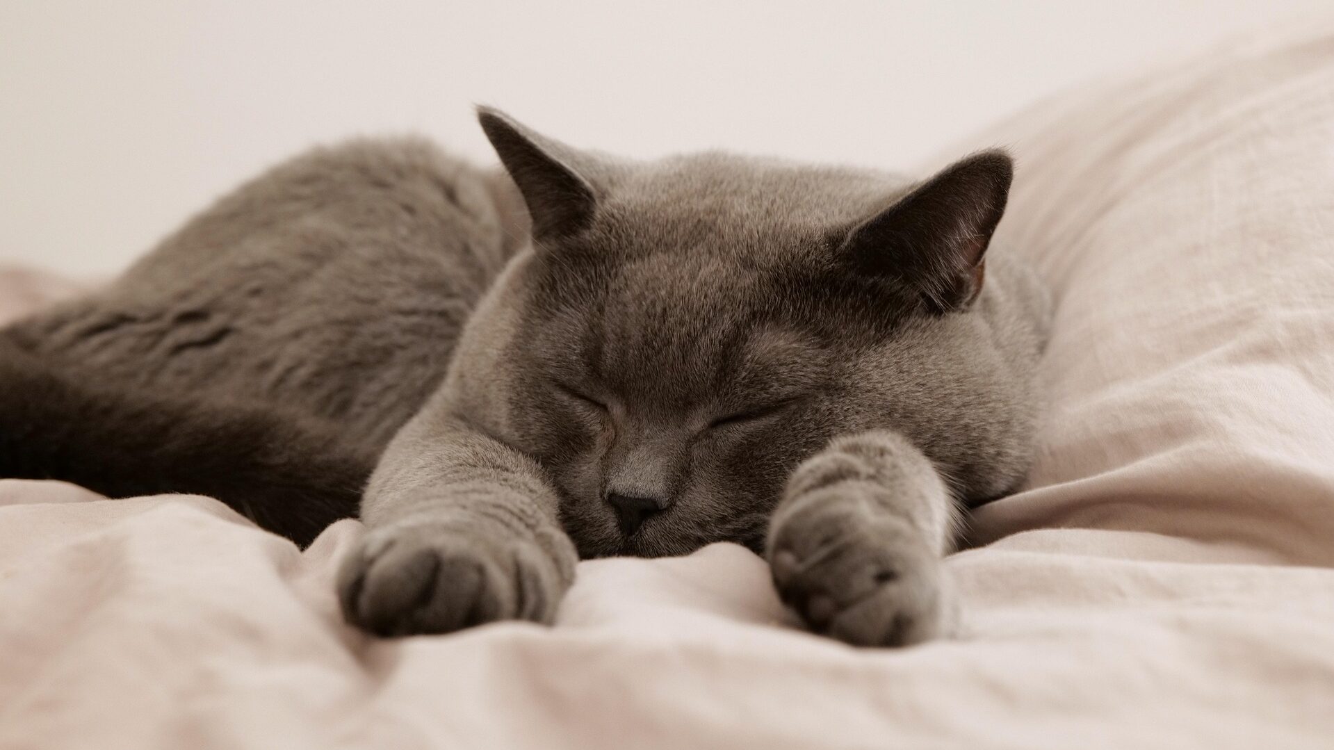 Vanys Katzen Pension
