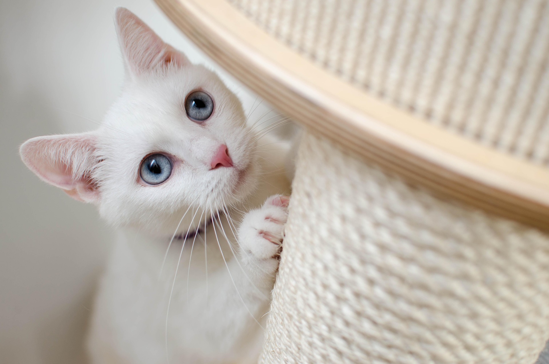 Vanys Katzen Pension