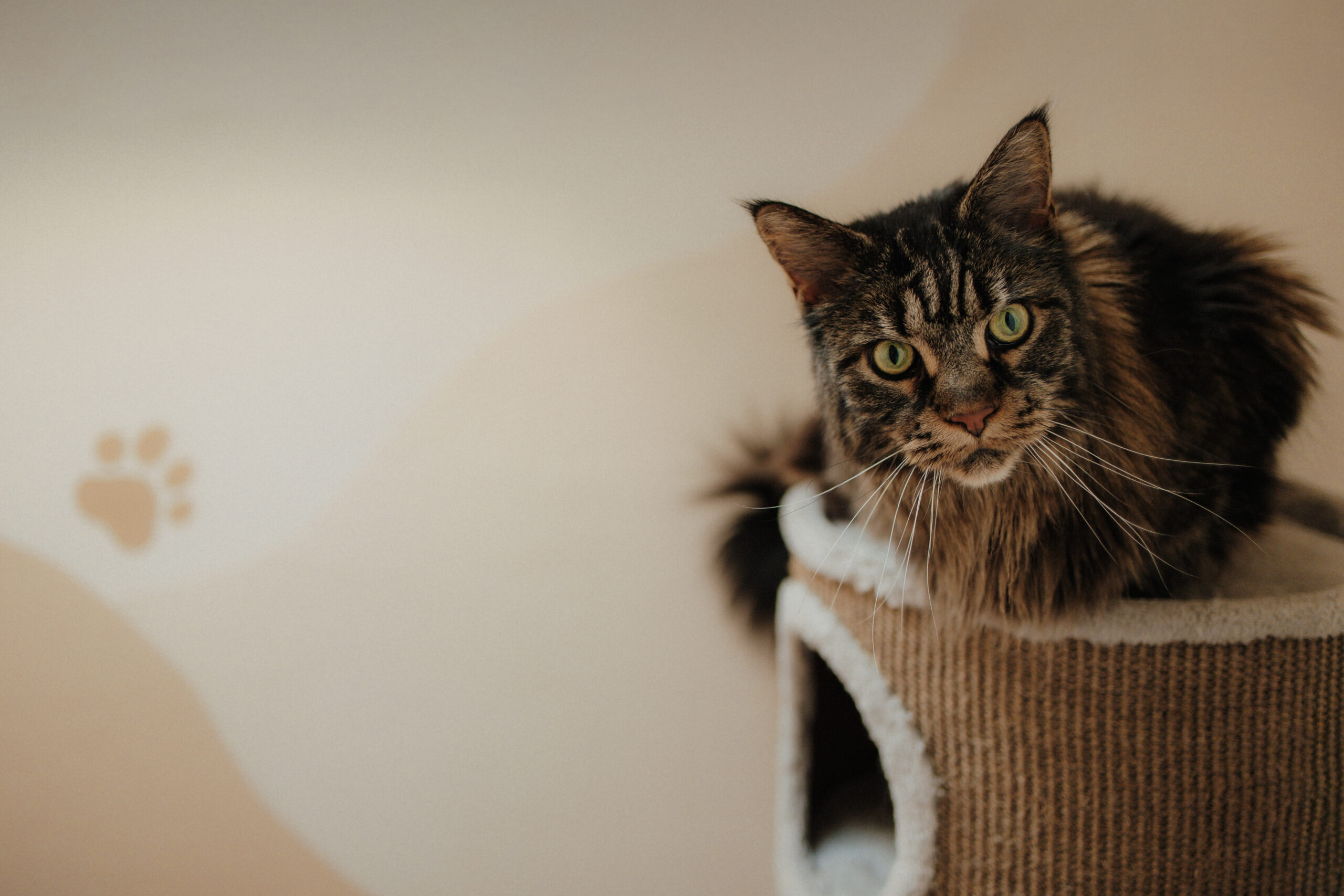 Vanys Katzen Pension